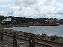 NFLD 239